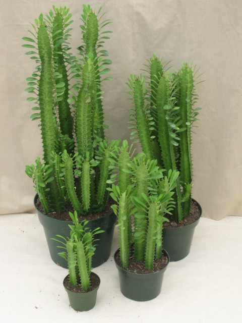 Euphorbia trigona GREEN